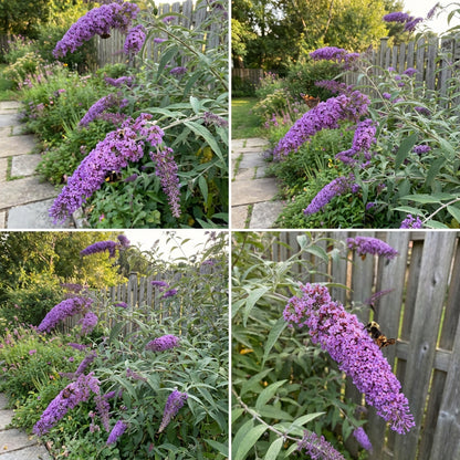 Buddleia Davidii Seeds for Planting - Mixed Colors for a Vibrant Garden