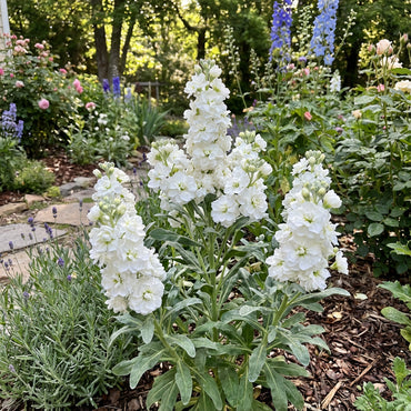 White Matthiola Incana Flower Seeds for Garden Planting - Seed for Beautiful and Fragrant Blooms