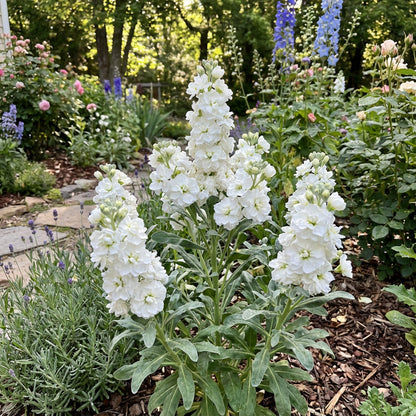 White Matthiola Incana Flower Seeds for Garden Planting - Seed for Beautiful and Fragrant Blooms