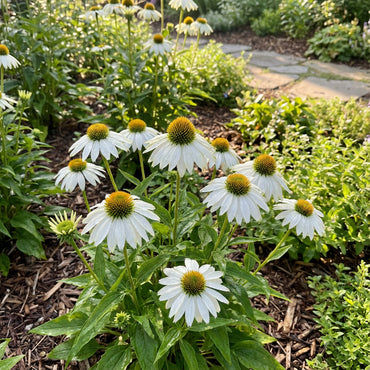 White Perennial Flower Seeds for Easy Planting