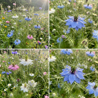 Mixed Nigella Damascena Seeds  Easy to Grow Flower Seeds