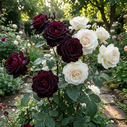 Black and White Rose Seeds for Easy Planting