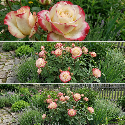 Cream Red Spirit Rose Seeds for Planting