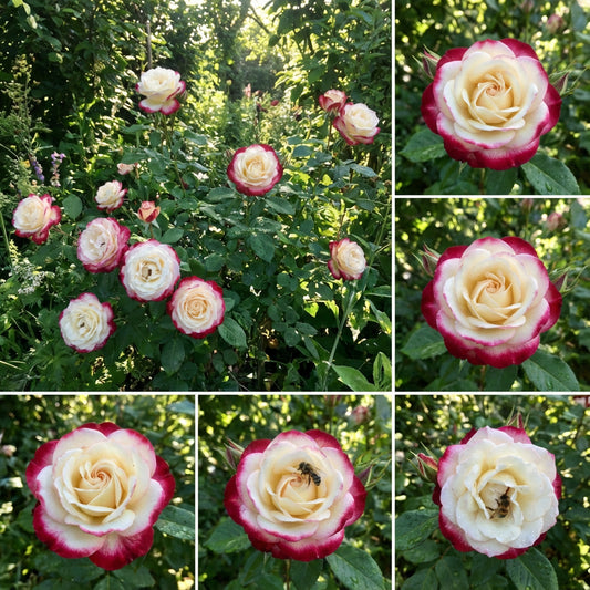 Cream Red Spirit Rose Seeds for Planting