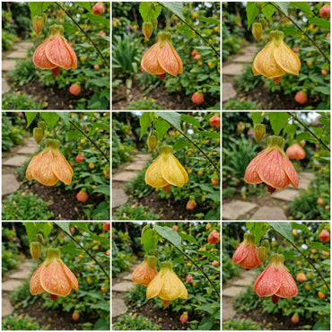 Abutilon Bella Flower Seeds for Planting