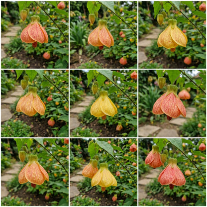 Abutilon Bella Flower Seeds for Planting