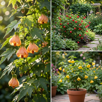 Abutilon Bella Flower Seeds for Planting