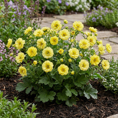 Yellow Stratheden Flower Planting - Seeds for Bright and Cheerful Blooms in Your Garden