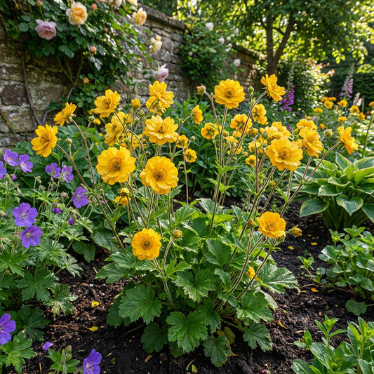 Yellow Stratheden Flower Planting - Seeds for Bright and Cheerful Blooms in Your Garden