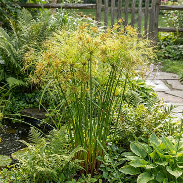 Yellow Cyperus Papyrus Planting Seeds for Vibrant Garden DÃ©cor  Seed for Lush Greenery