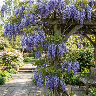 Blue Wisteria Flower Seeds for Planting
