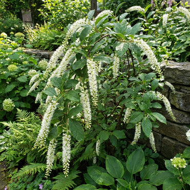 White Sweetspire Flower Seeds for Planting  Seed for Elegant Blooms