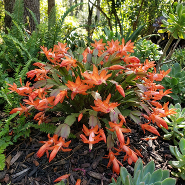 Orange Schlumbergera Flower Planting Seeds - Brighten Your Garden with Stunning Blooms