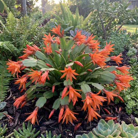 Orange Schlumbergera Flower Planting Seeds - Brighten Your Garden with Stunning Blooms