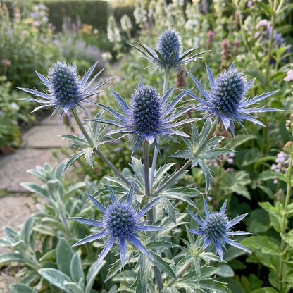 Blue Sea Holly Seeds for Planting - Premium Quality Flower Seeds