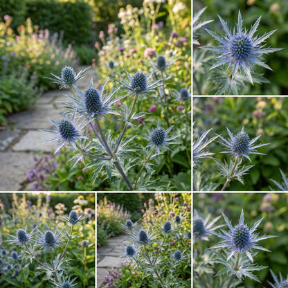Blue Sea Holly Seeds for Planting - Premium Quality Flower Seeds