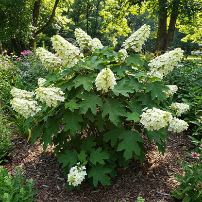 White Quercifolia Flower Seeds for Planting - Elegant Perennial Blooms