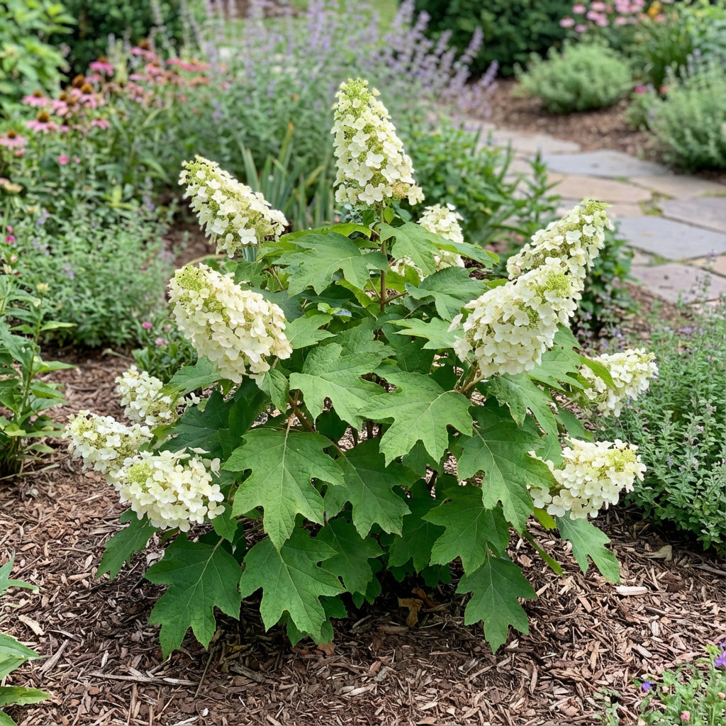 White Quercifolia Flower Seeds for Planting - Elegant Perennial Blooms