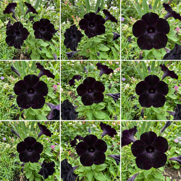 Black Cat Petunia Seeds for Planting