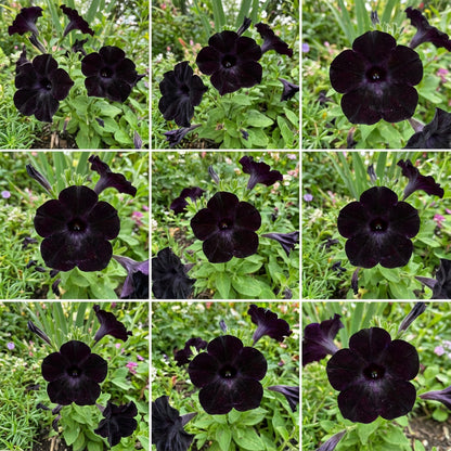 Black Cat Petunia Seeds for Planting