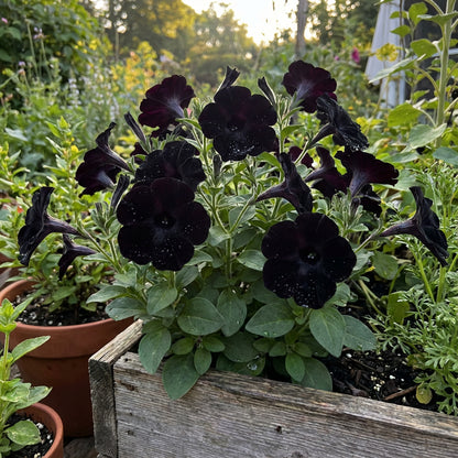 Black Cat Petunia Seeds for Planting