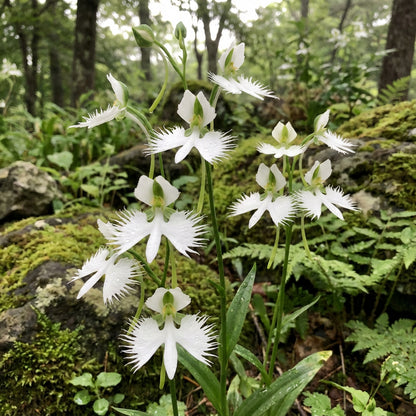 White Egret Flower Seeds for Easy Planting