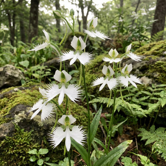 White Egret Flower Seeds for Easy Planting