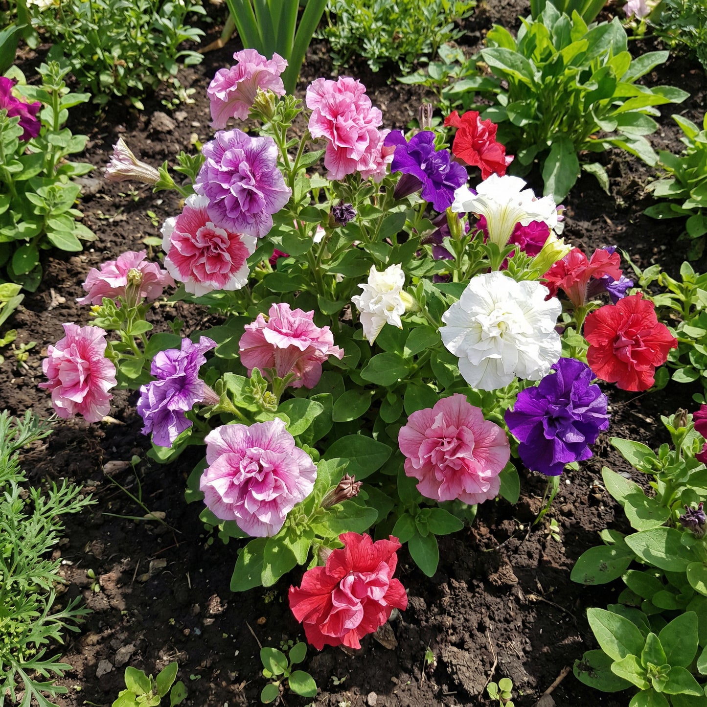 Double Petunia Planting Seeds - Stunning Blooms for Your Garden