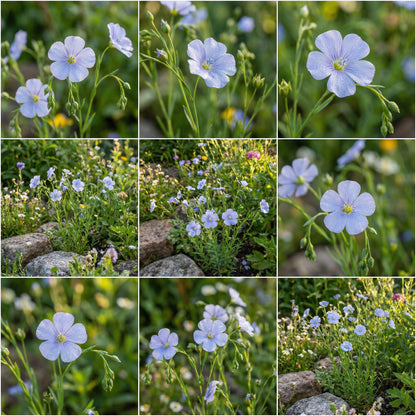 Blue Flax Flower Seeds for Easy Garden Planting  Blooming Blue Beauty