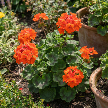 Orange Geranium Maverick Seeds for Bright Summer Blooms