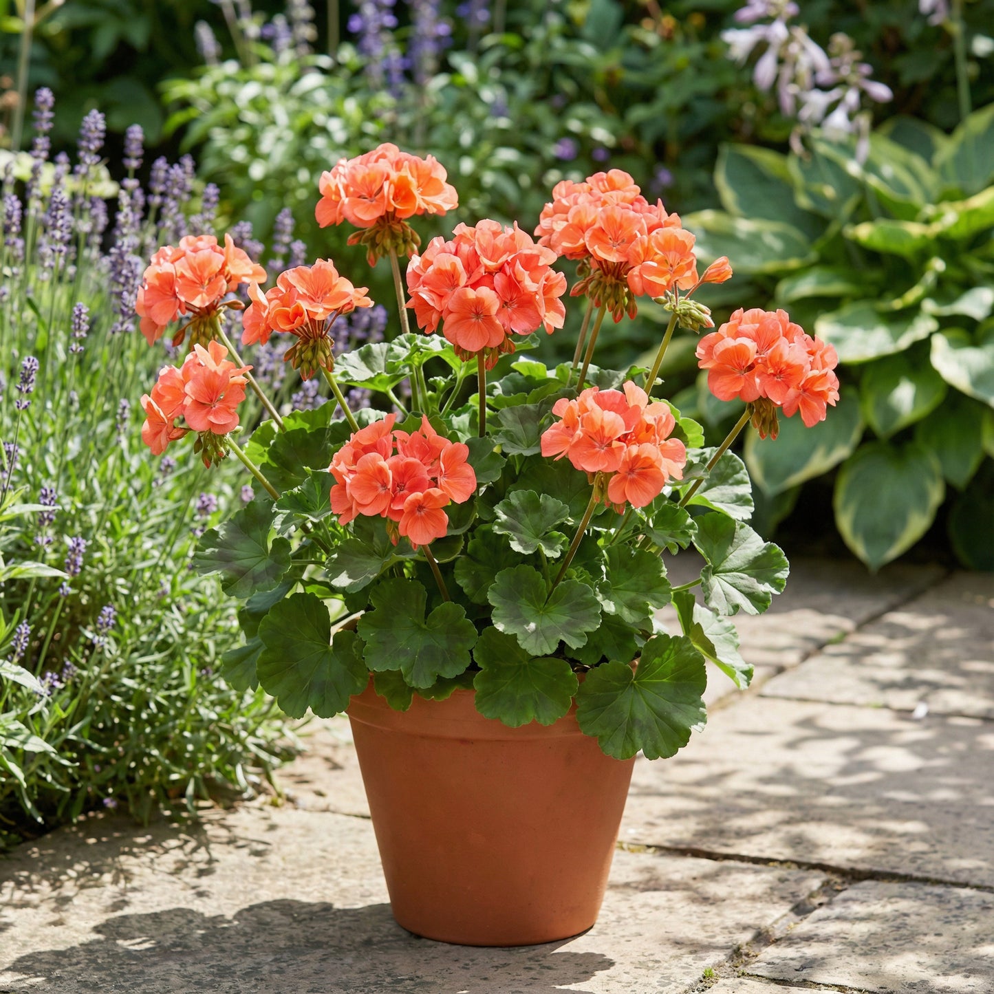 Orange Geranium Maverick Seeds for Bright Summer Blooms