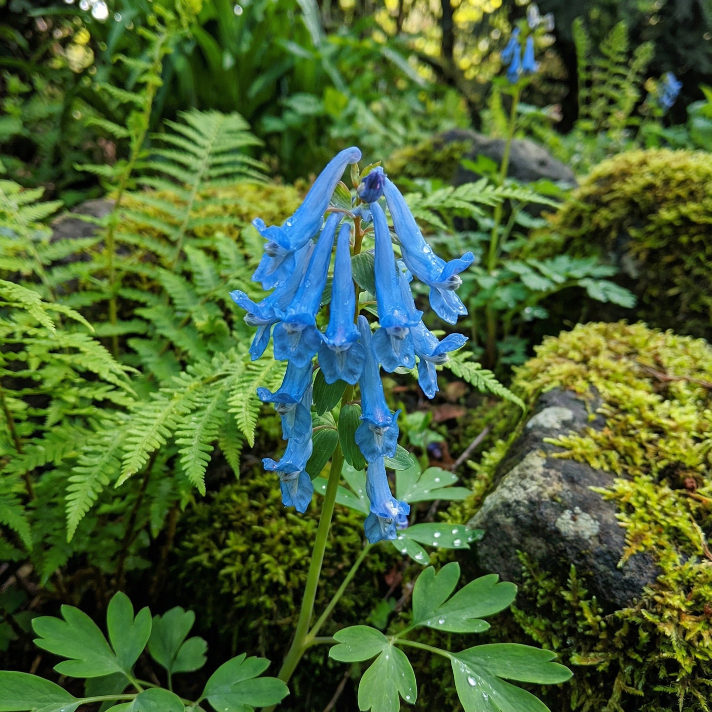 Blue Plant Seeds for Easy Planting