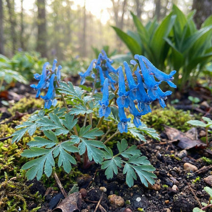 Blue Plant Seeds for Easy Planting