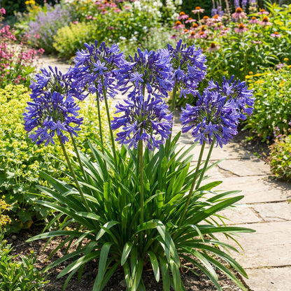 Blue Nile Agapanthus Seeds for Planting - Premium Flower Seeds