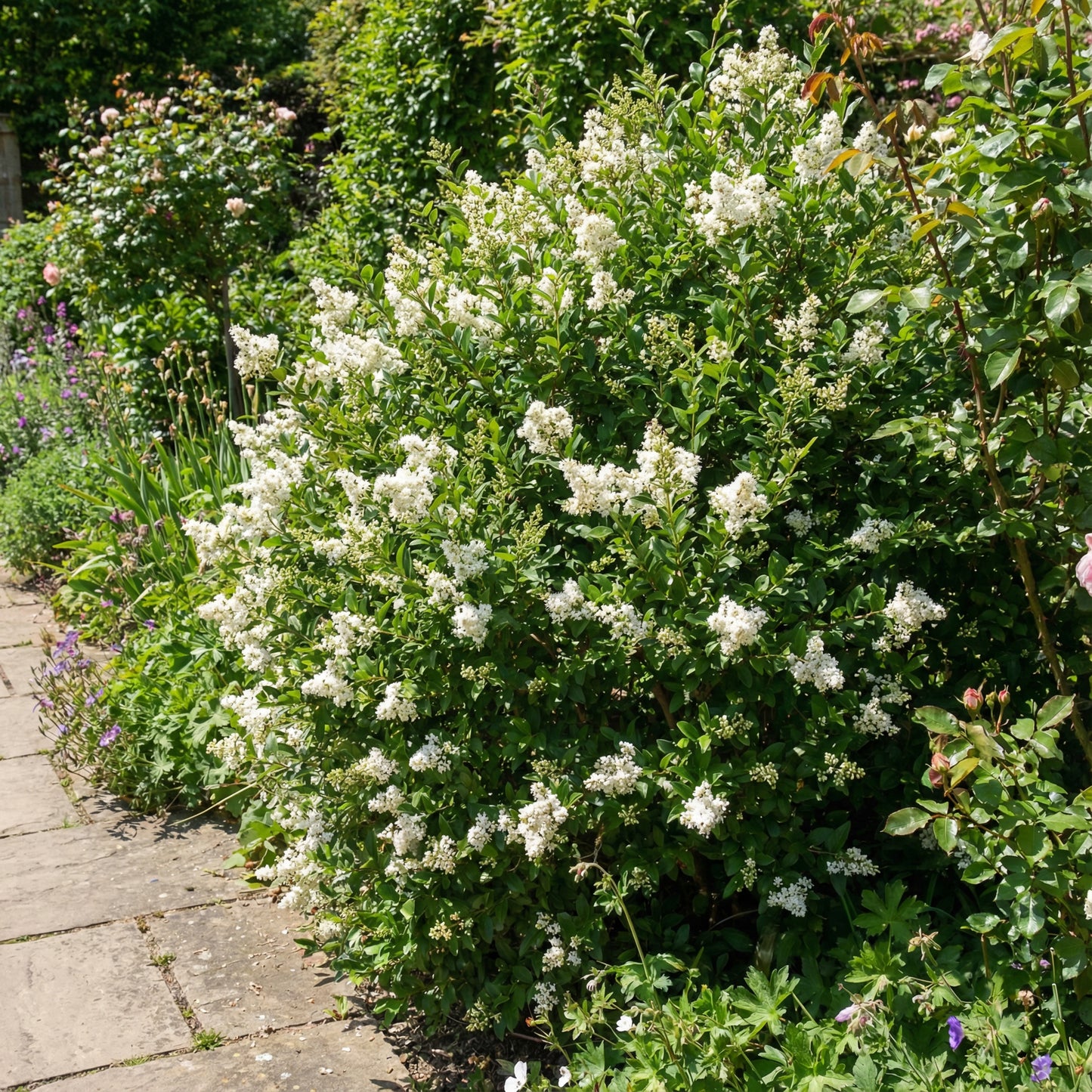 White Ligustrum Flower Planting  Seeds for Lush Foliage and Fragrant Blooms in Your Garden