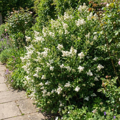 White Ligustrum Flower Planting  Seeds for Lush Foliage and Fragrant Blooms in Your Garden