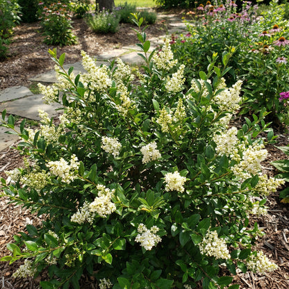 White Ligustrum Flower Planting  Seeds for Lush Foliage and Fragrant Blooms in Your Garden