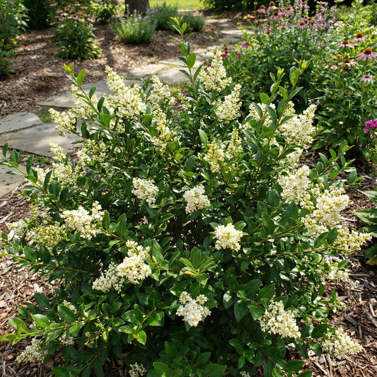 White Ligustrum Flower Planting  Seeds for Lush Foliage and Fragrant Blooms in Your Garden