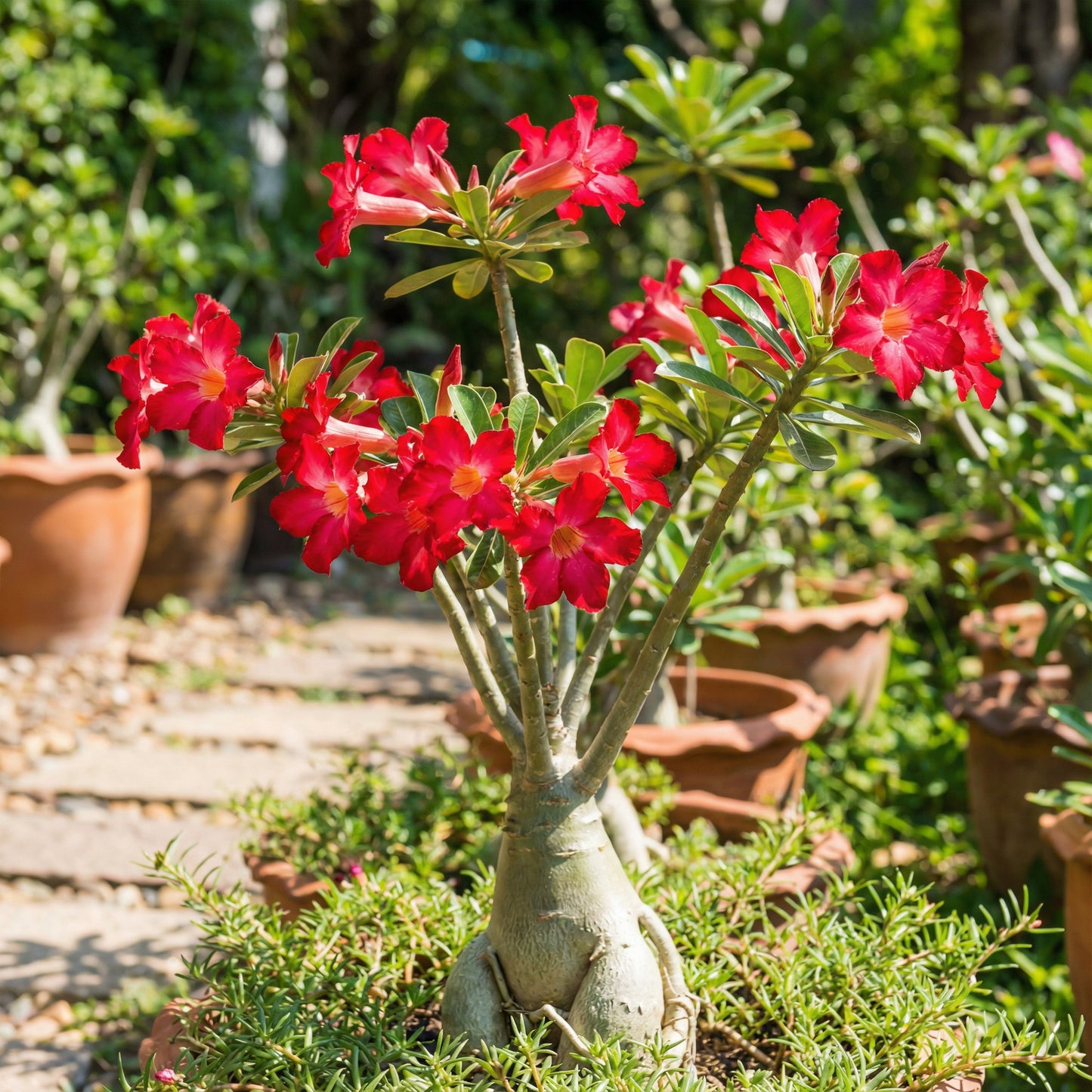 Red Adenium Obesum Flower Planting Seeds - Vibrant Desert Rose Seeds for Your Garden