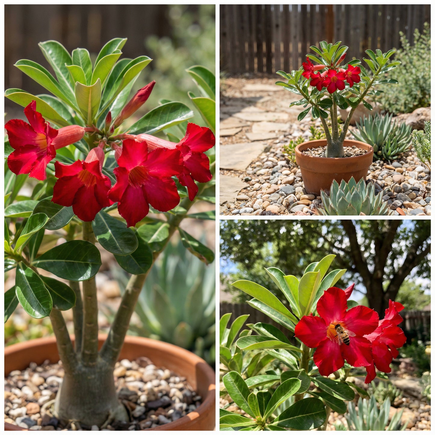 Red Adenium Obesum Flower Planting Seeds - Vibrant Desert Rose Seeds for Your Garden
