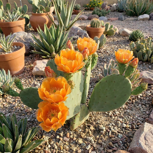 Orange Opuntia Flower Seeds  Hardy, Heat-Loving Seeds for Spring & Summer Planting