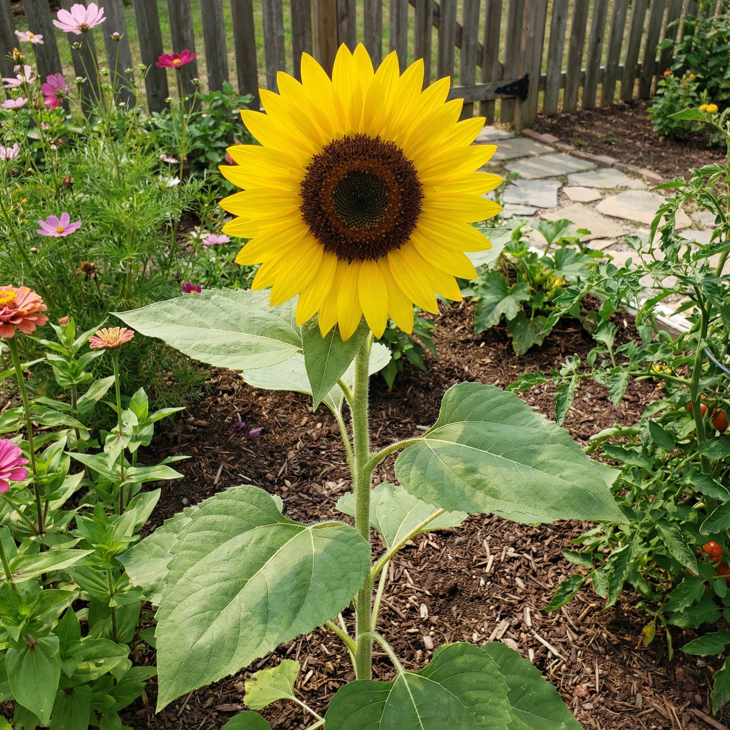 Yellow Hybrid Sunflower Seeds - Perfect for Planting