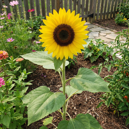 Yellow Hybrid Sunflower Seeds - Perfect for Planting