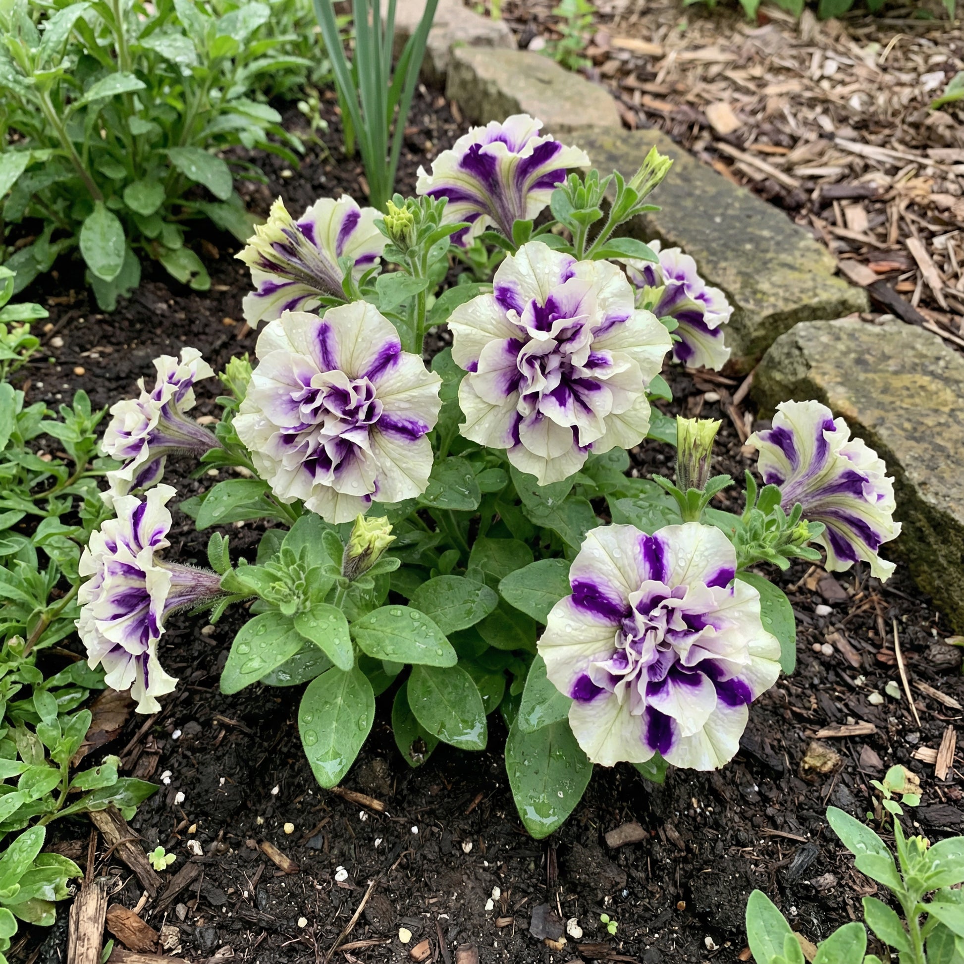 double petunia flower seeds Buy White Violet Double Petunia Flower Planting for a Flourishing Garden Seed for Gorgeous Spring Blooms – Pure Asia Seeds