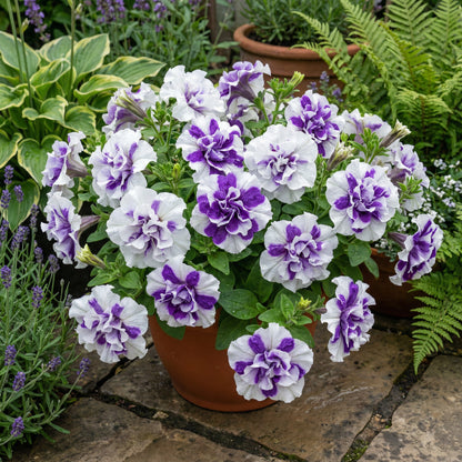 White Violet Double Petunia Flower Planting for a Flourishing Garden  Seed for Gorgeous Spring Blooms