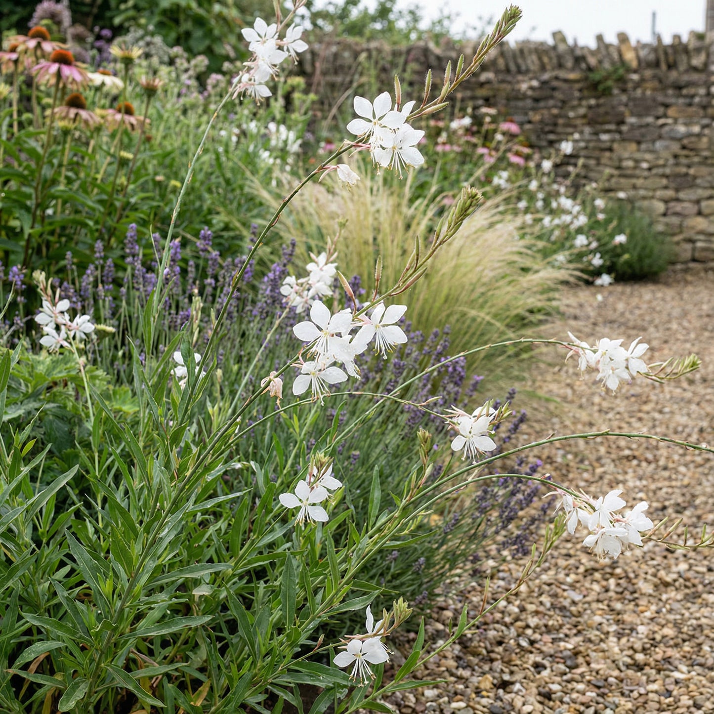 White Lindheimeri Flowers in Your Garden  Seeds for Flourishing Blooms