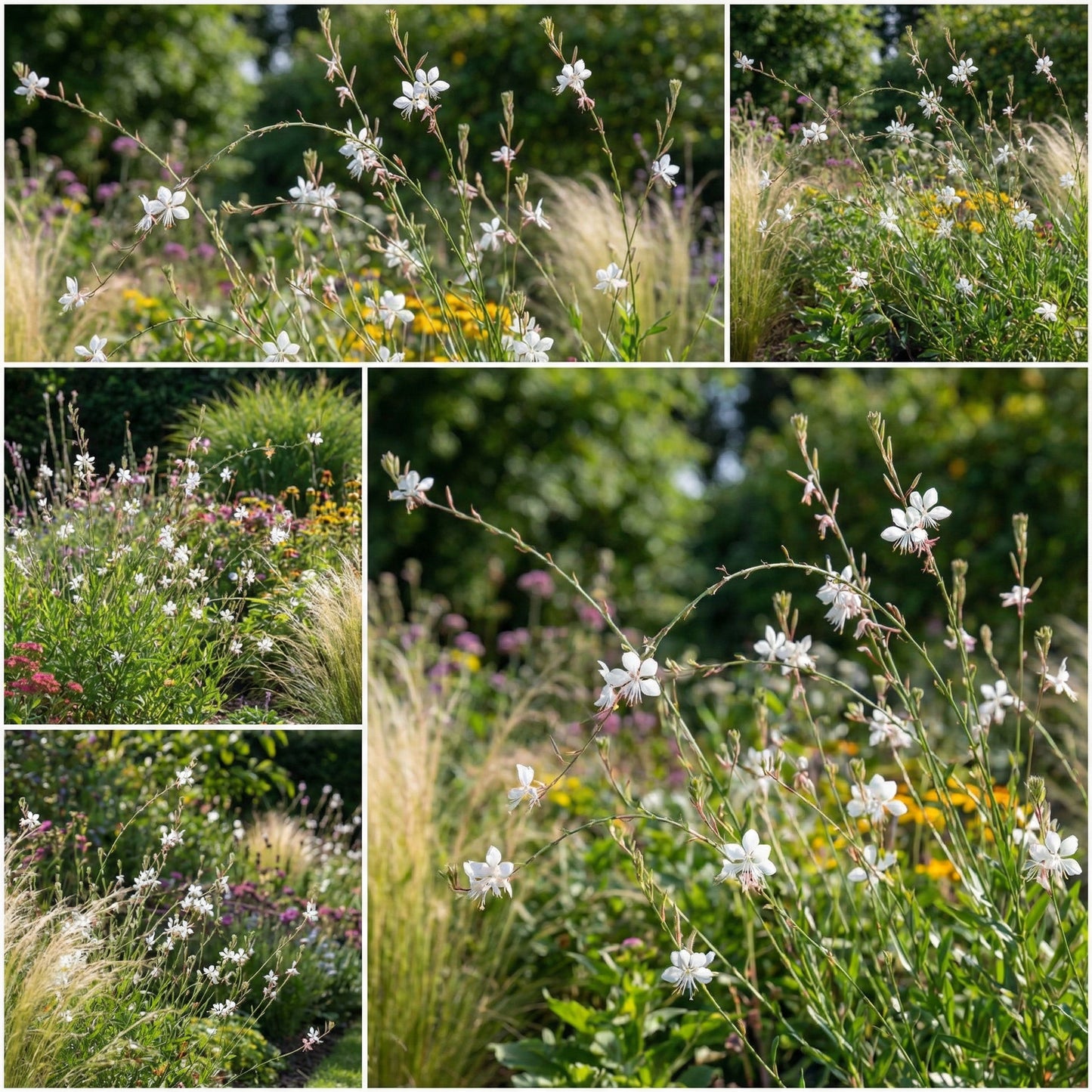 White Lindheimeri Flowers in Your Garden  Seeds for Flourishing Blooms
