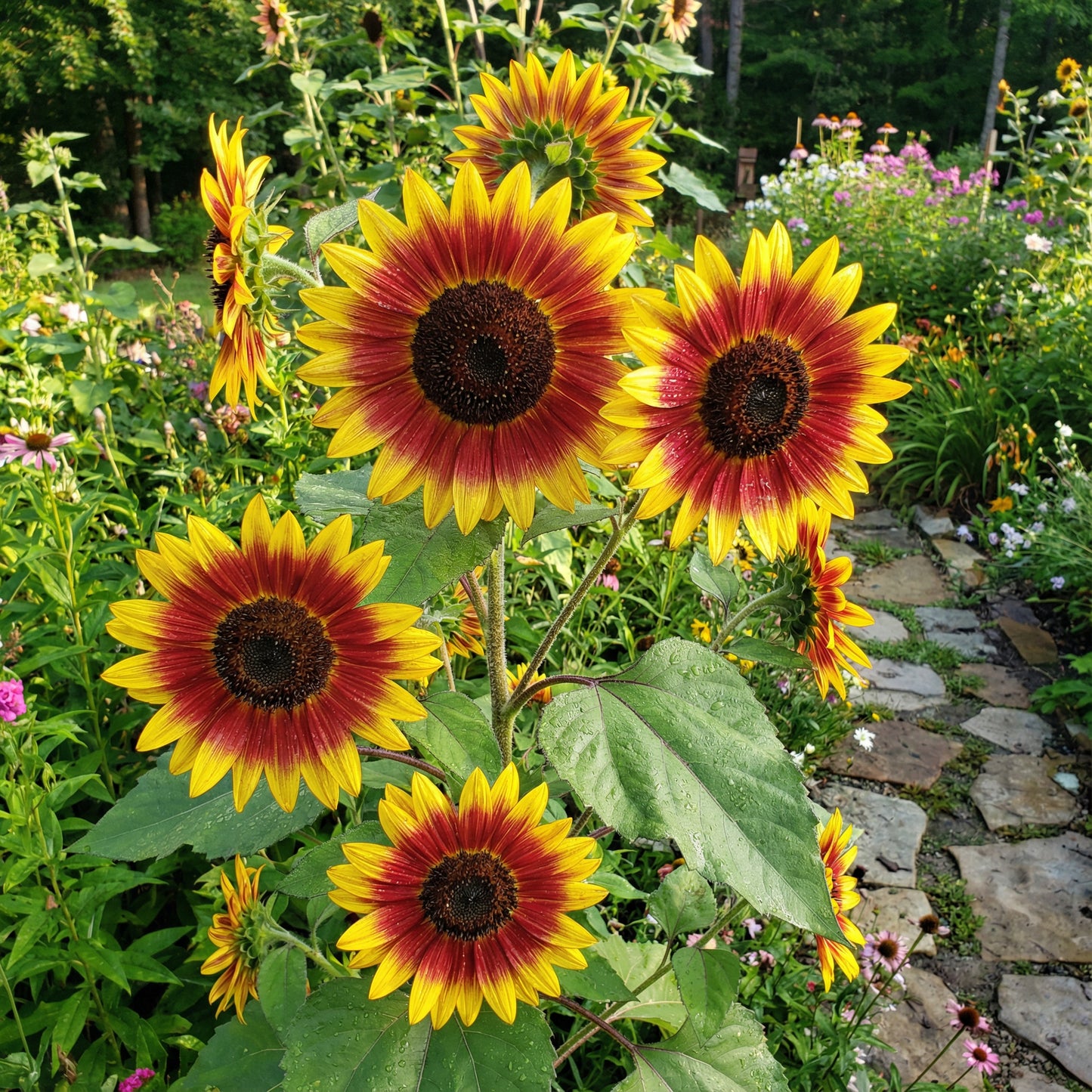Yellow Red Sunflower Planting Seeds - Brighten Your Garden