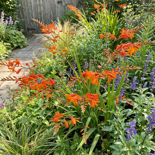 Orange Crocosmia Seeds for Planting  Perennial Flower Seeds