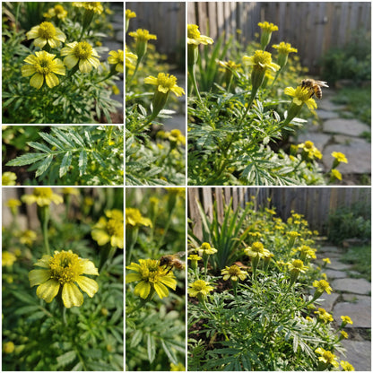 Yellow Tagetes Minuta Seeds for Planting